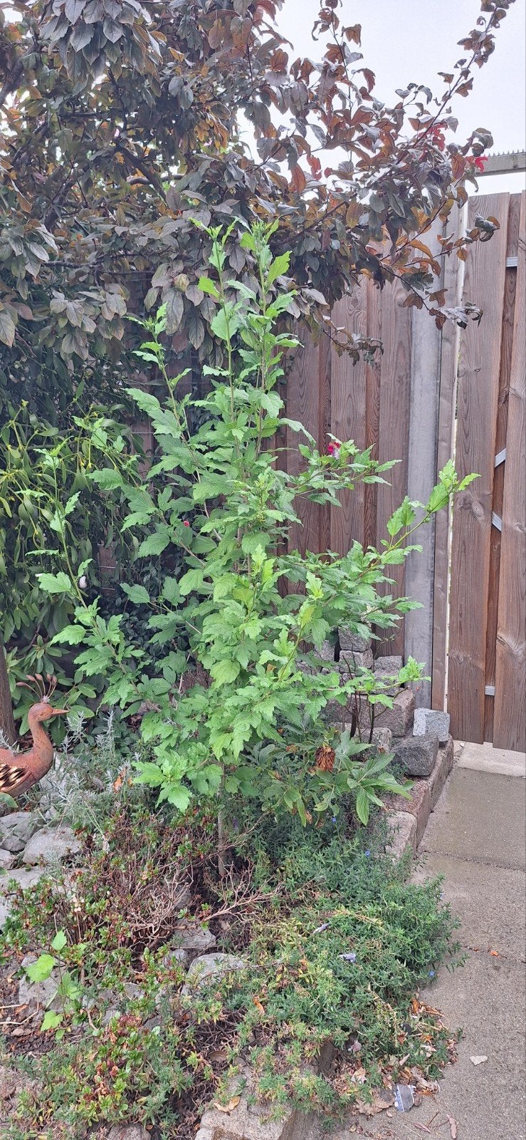 hibiscus struiken, Overige soorten, Minder dan 100 cm, Zomer, Ophalen