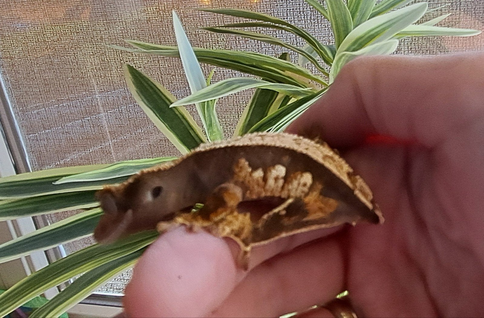 wimpergekko vrouw, Harlequin tricolor, Dieren en Toebehoren, Hagedis, 0 tot 2 jaar