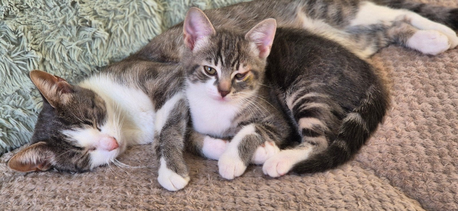 Katertje beschikbaar per direct!, Dieren en Toebehoren, Kater