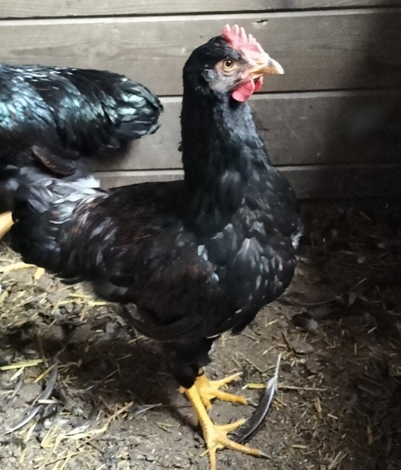 dubbel gezoomde Barnevelder haan, Dieren en Toebehoren, Mannelijk, Kip