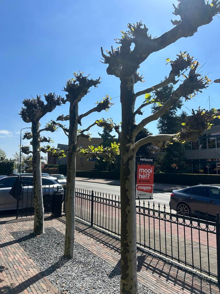 Prachtige Plataan Bomen - Ideaal voor Tuin of Straat, Tuin en Terras, Planten | Bomen, Overige soorten, 250 tot 400 cm, Volle zon