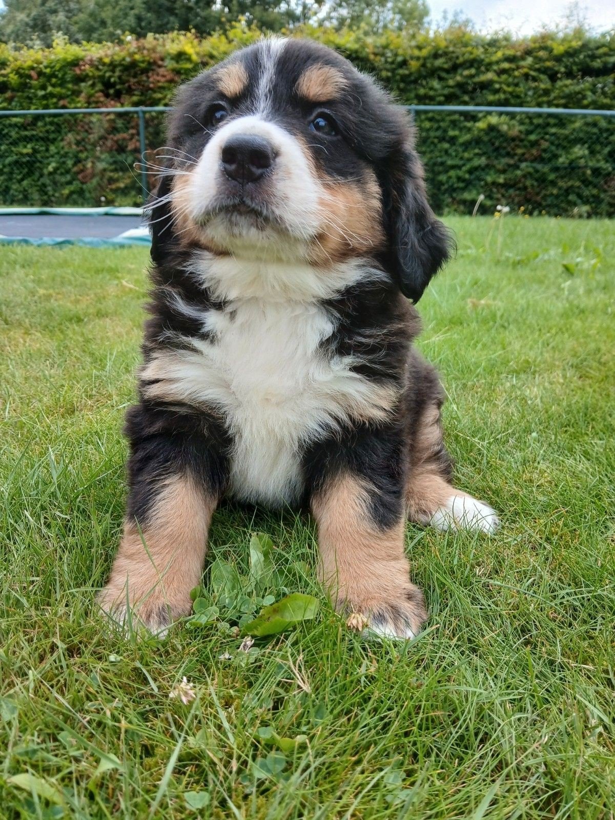 Berner sennen pups, Parvo, 8 tot 15 weken, Meerdere, Meerdere dieren