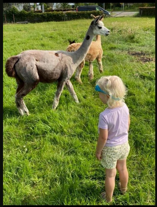 Drachtige alpaca, Juni, Vrouwelijk