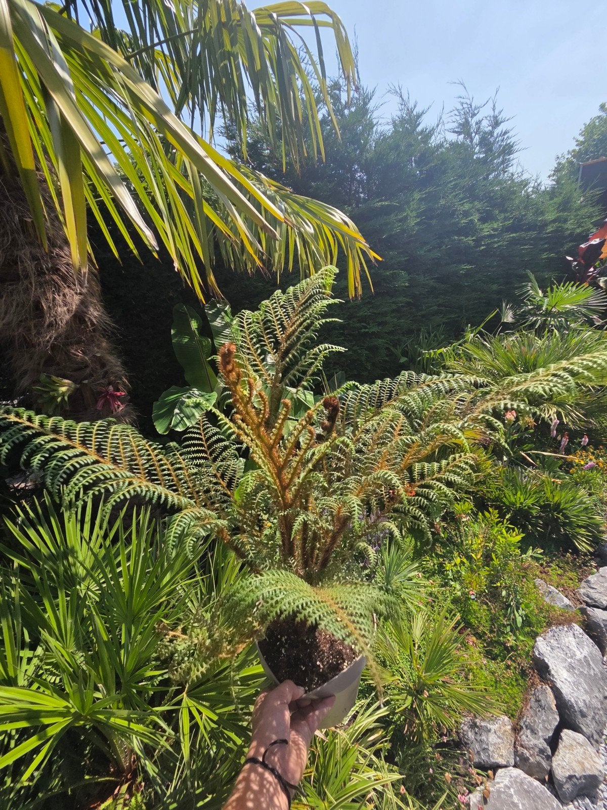 Cyathea tomentosissima - Zeldzame Boomvaren, Vaste plant, Varens, Ophalen of Verzenden, Bloeit niet