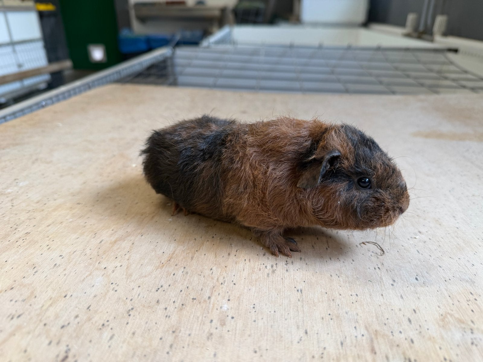 Cavia zeug, Dieren en Toebehoren, Cavia, Vrouwelijk, Mei, Tam