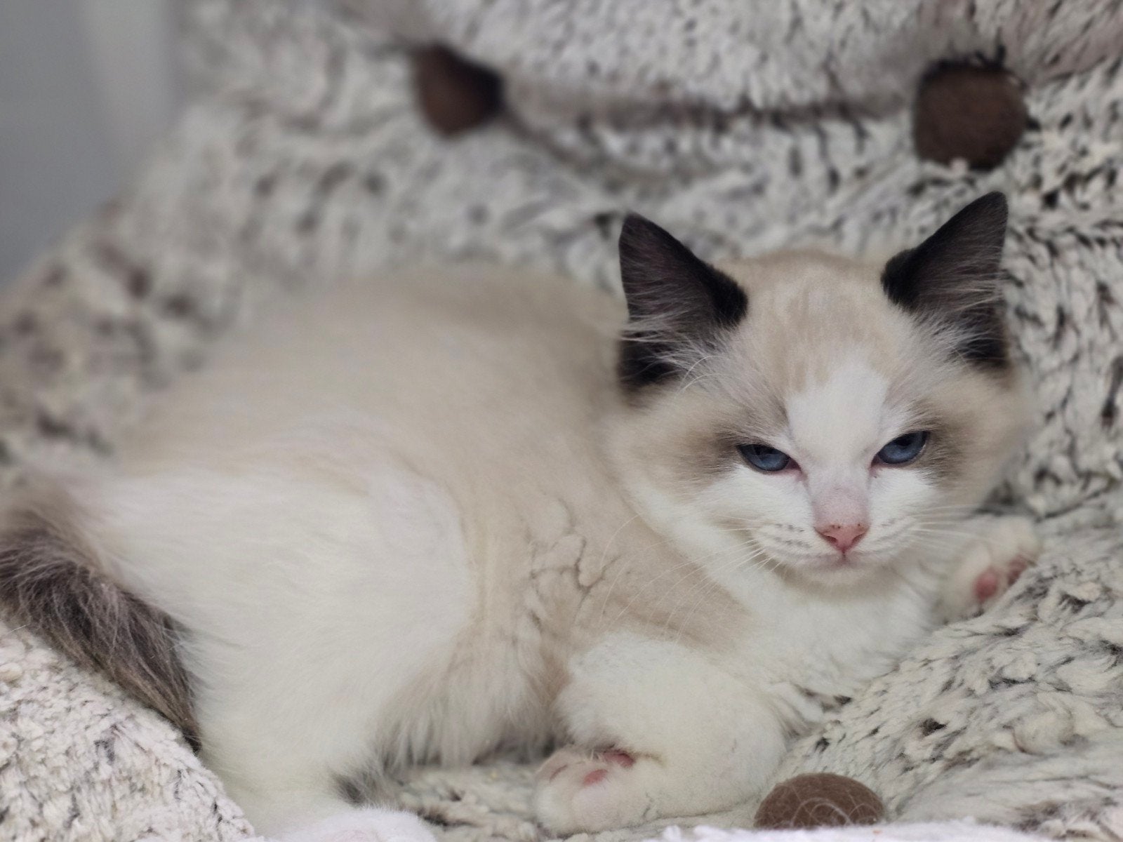 Ragdoll kittens, mogen nu verhuizen, Meerdere dieren, Gechipt