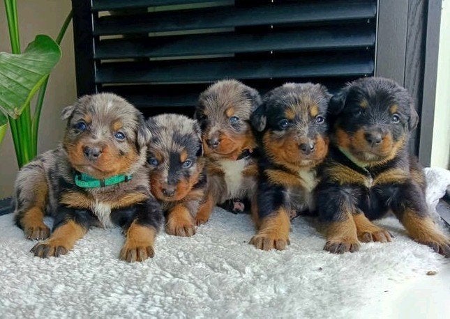 Beaucer Sennen pups! (Merle Beauceron x Berner Sennen), Dieren en Toebehoren, Parvo, Meerdere, Meerdere dieren, Nederland