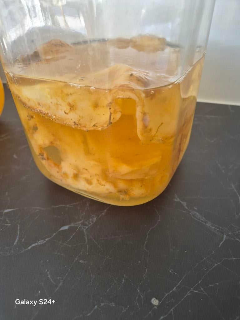 Kombucha Scoby, Ophalen