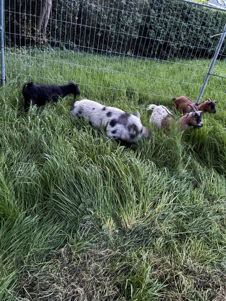 Mini varken, Dieren en Toebehoren, Vrouwelijk, Geit