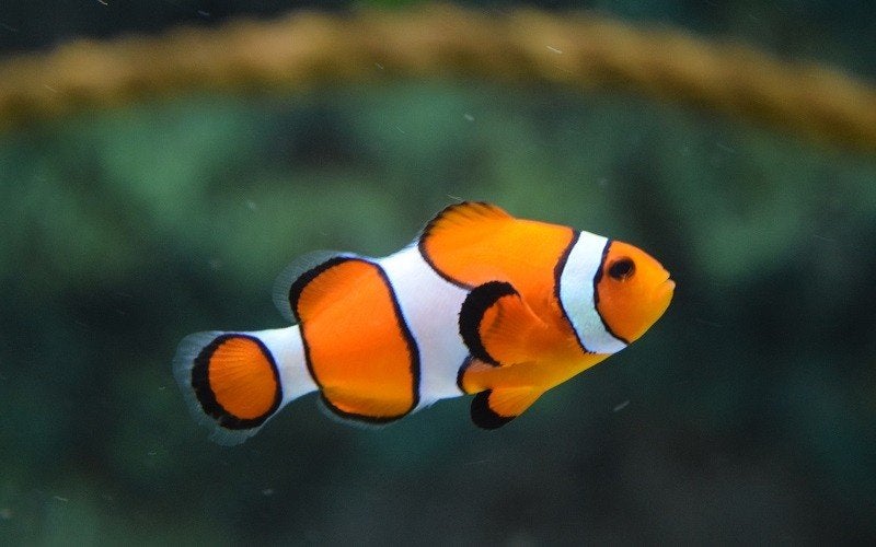 Koppel Clownvissen, Dieren en Toebehoren, Vis