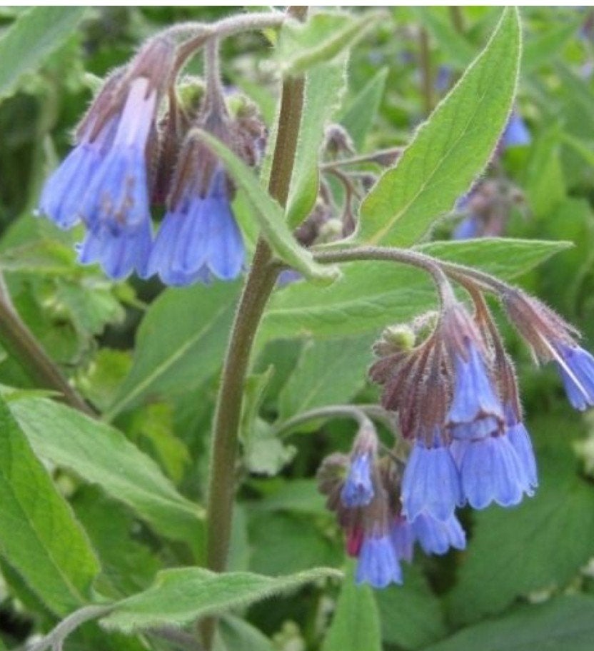 Symphytum 'Wisley Blue' in P9 - 1000 stuks op voorraad, Overige soorten, Vaste plant, Ophalen of Verzenden, Halfschaduw