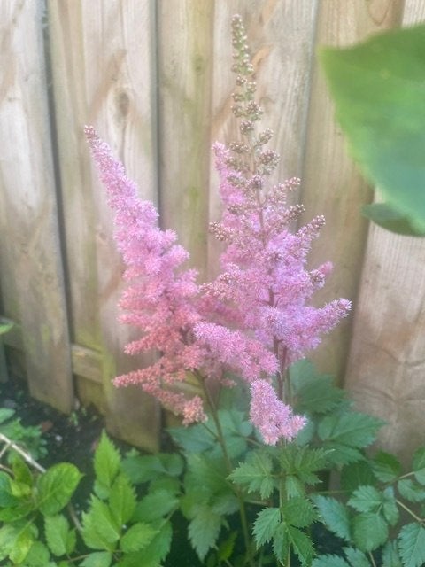 astilbe roze, Vaste plant, Halfschaduw, Zomer, Ophalen