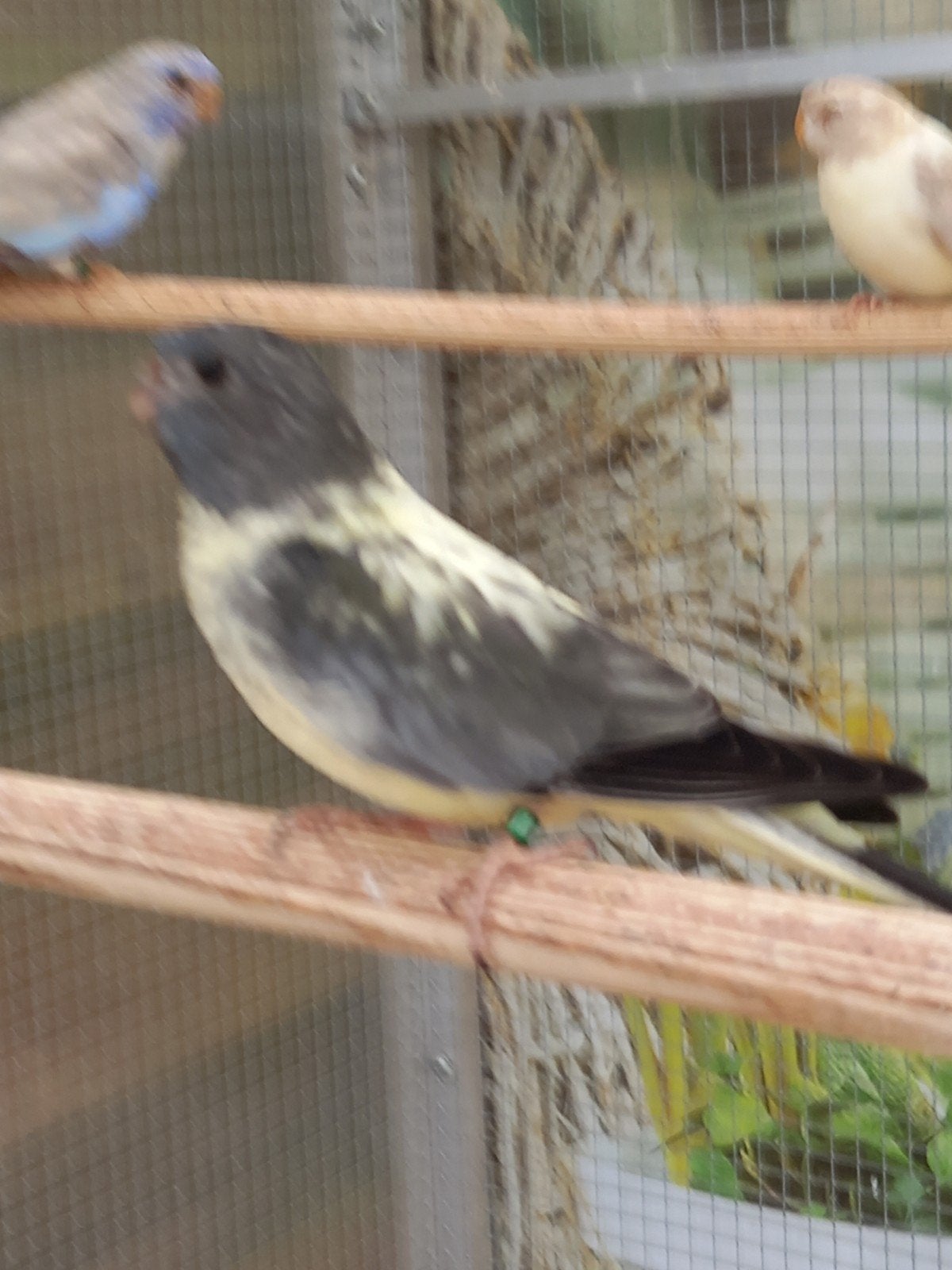 splendid parkieten, Meerdere dieren
