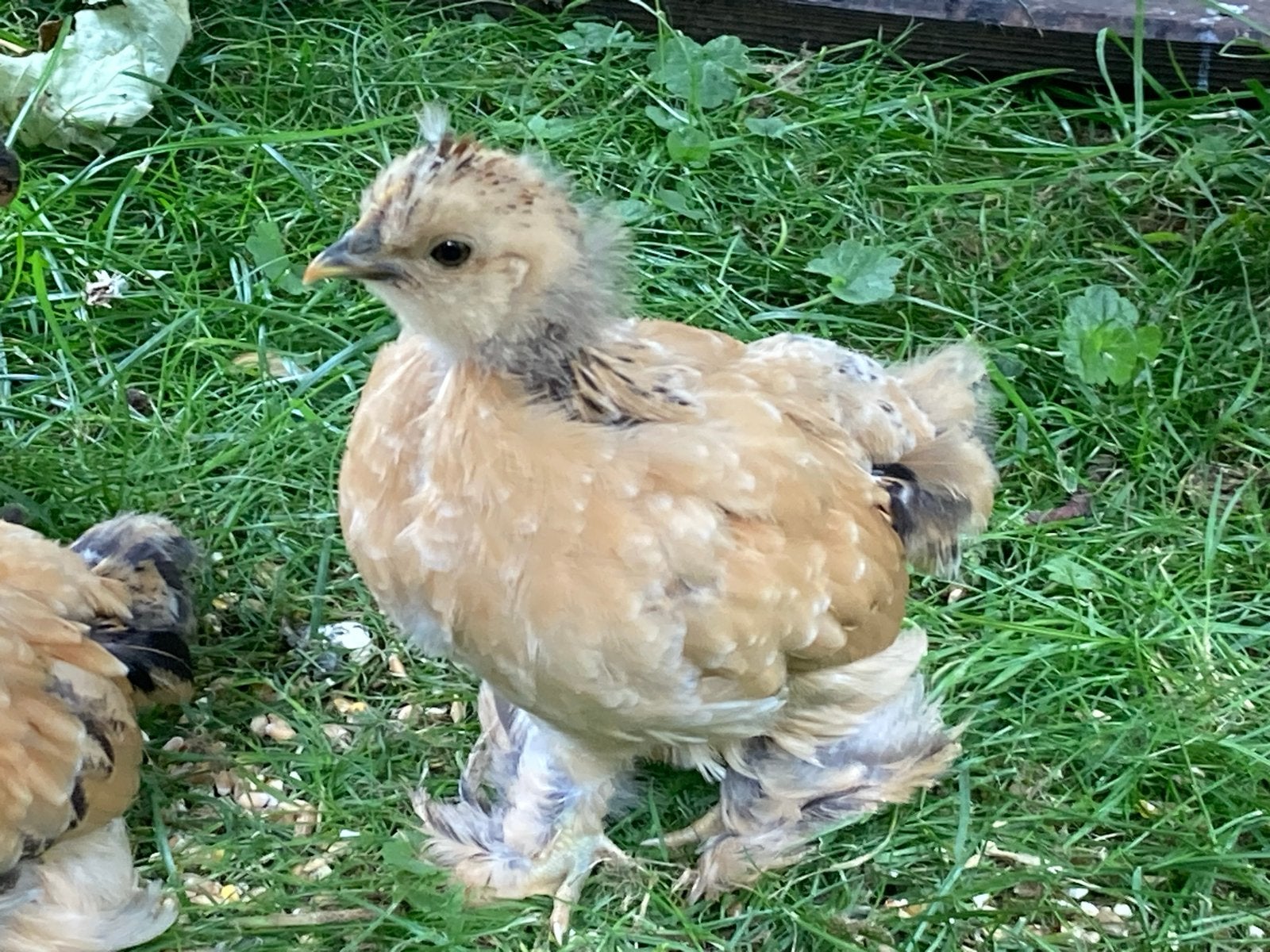 Mooie kuikens te koop, Meerdere dieren, Kip