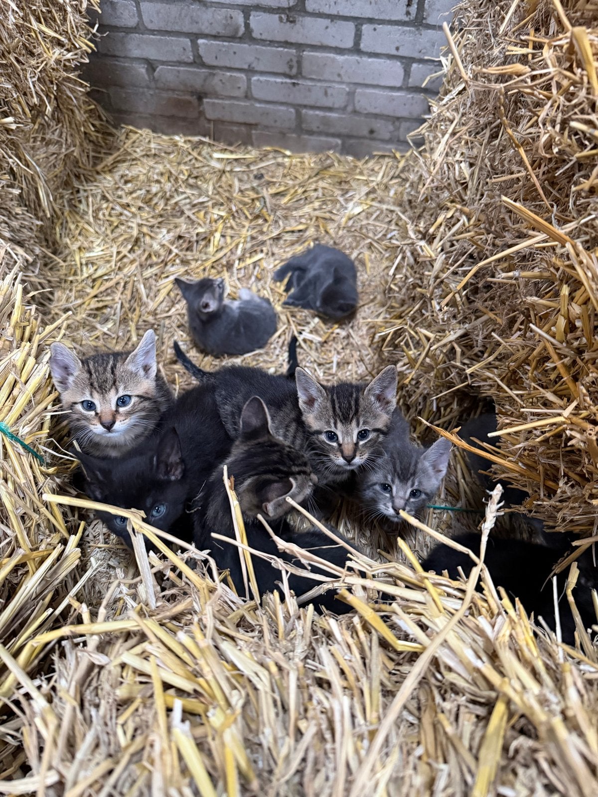 Boeren kittens ‍, Dieren en Toebehoren, Meerdere dieren