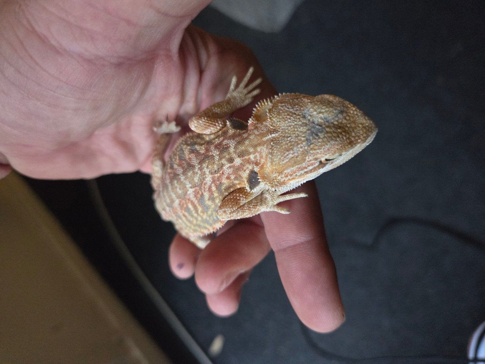 Baardagaam Pogona Vitticeps Red Orange Tiger Bearded Dragon photo 4