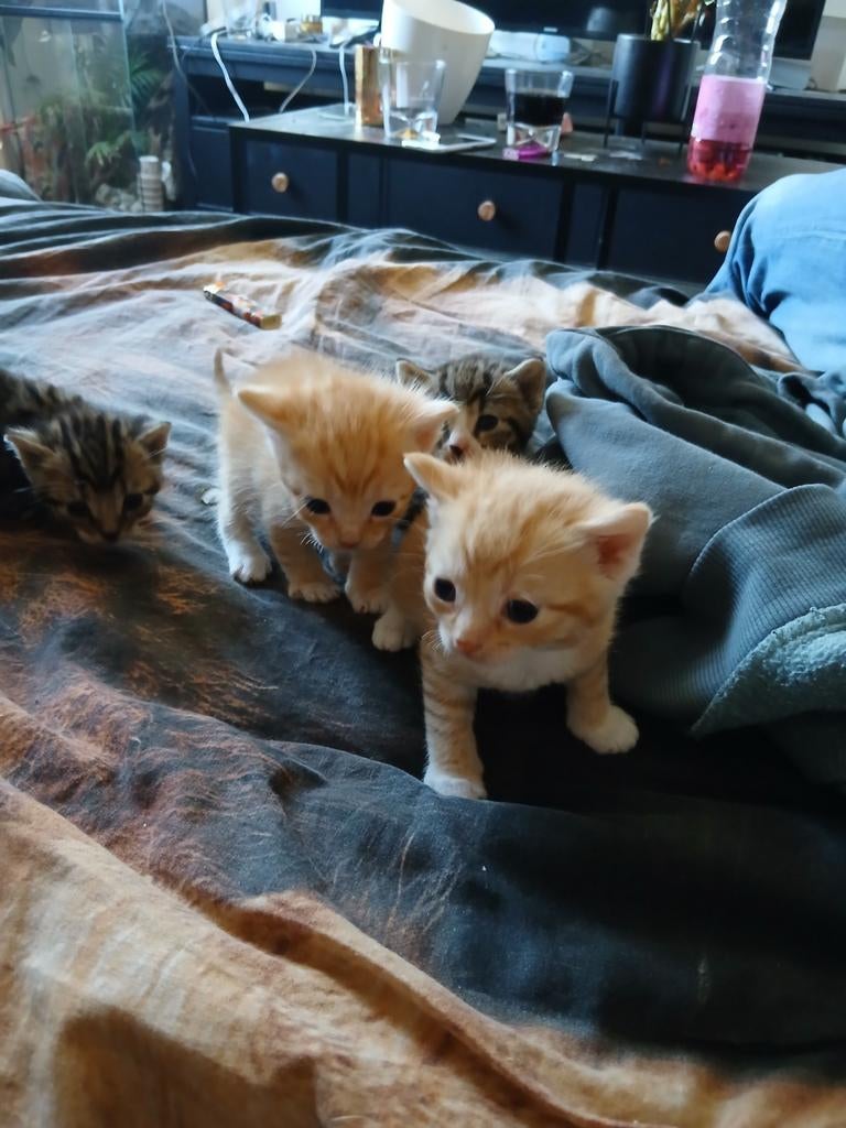 Gereserveerd kittens, Dieren en Toebehoren