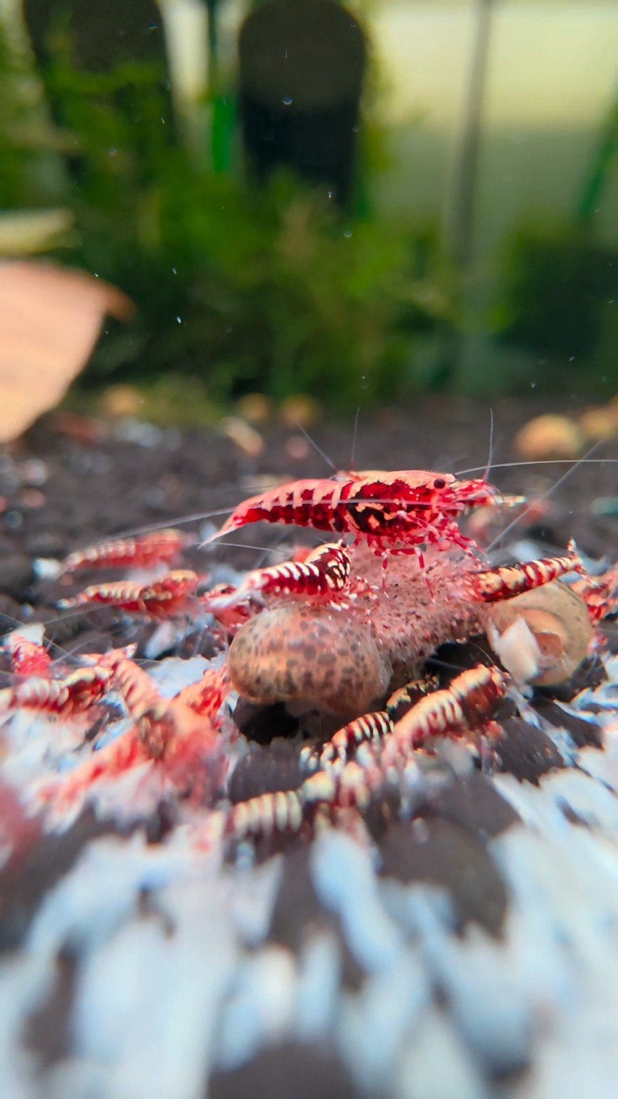 Red Galaxy GLX Stardust garnalen aquarium, Dieren en Toebehoren, Kreeft, Krab of Garnaal, Zoetwatervis, Schoolvis