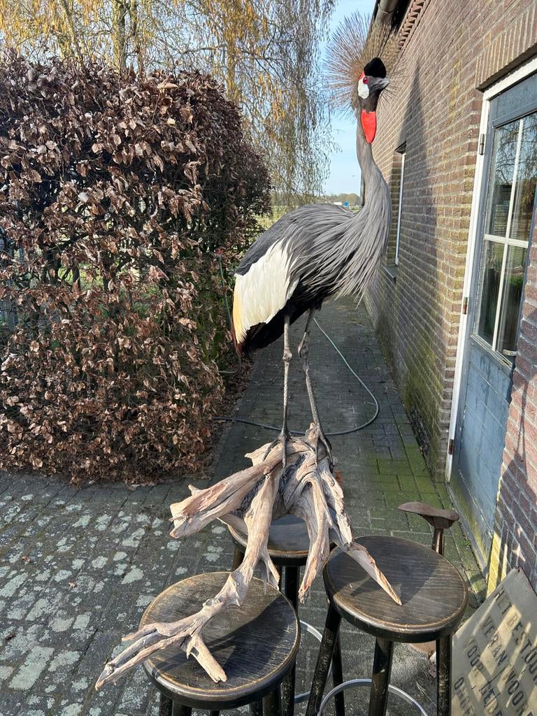 Prachtige recent opgezette kroonkraanvogel, Ophalen of Verzenden, Zo goed als nieuw, Vogel, Opgezet dier