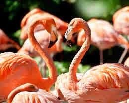 2 e-tickets Vogelpark Afivauna + XXL speeltuin, Tickets en Kaartjes, Twee personen, Ticket of Toegangskaart