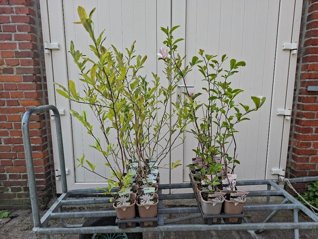 Mooie Magnolia (beverboom) in pot!, Tuin en Terras, Ophalen, Overige soorten, 100 tot 250 cm