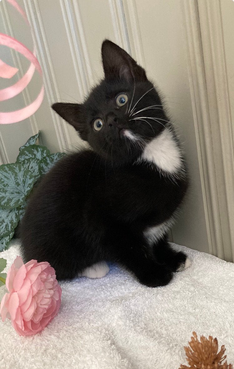 Kitten kittens, Poes
