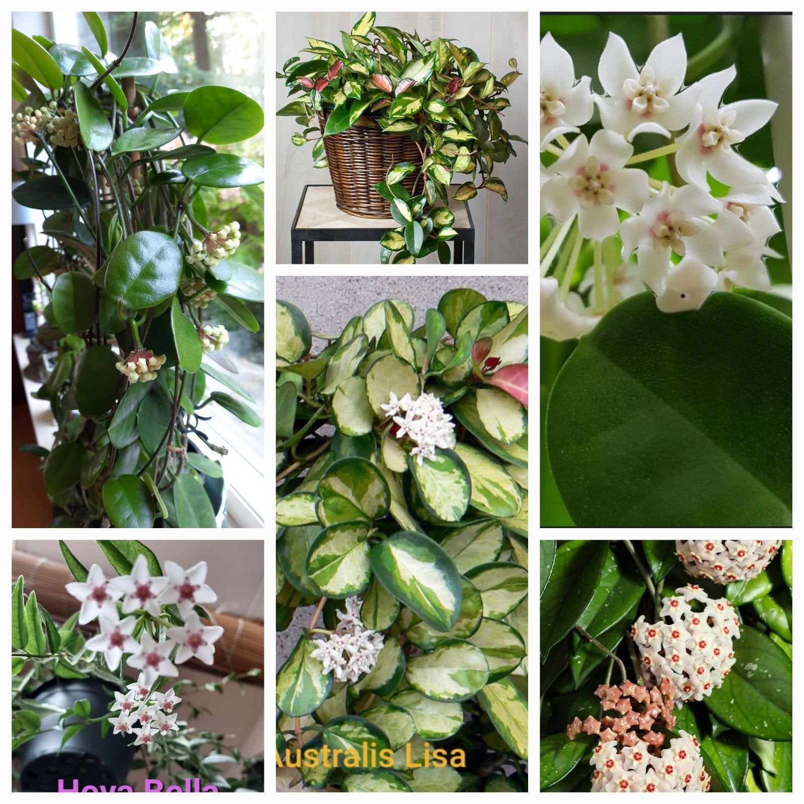 Hoya stekken (oa Hoya Bella), 3 voor 5 euro, Ophalen of Verzenden