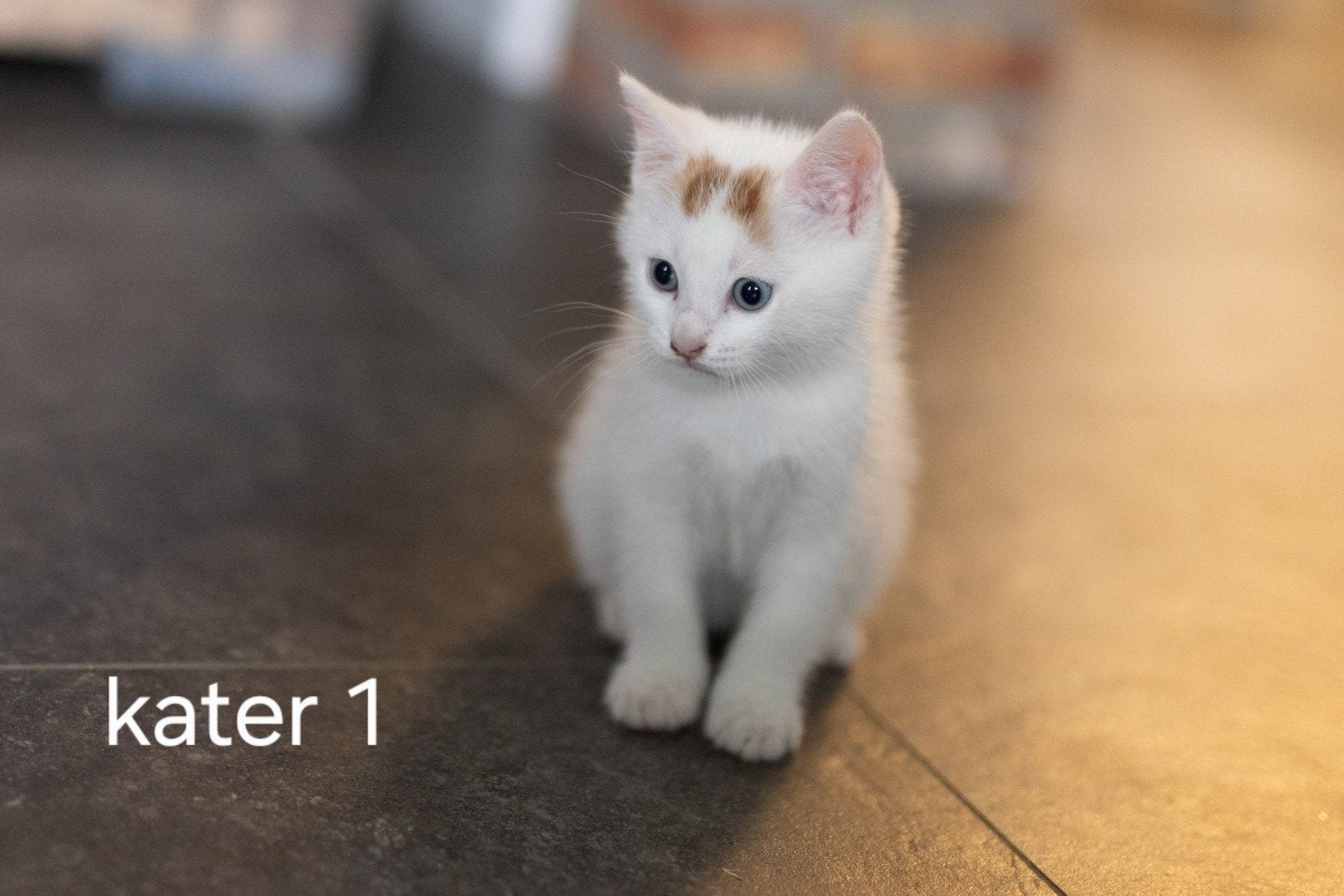 kindvriendelijke lieve kittens te koop, Meerdere dieren, Ontwormd, 0 tot 2 jaar