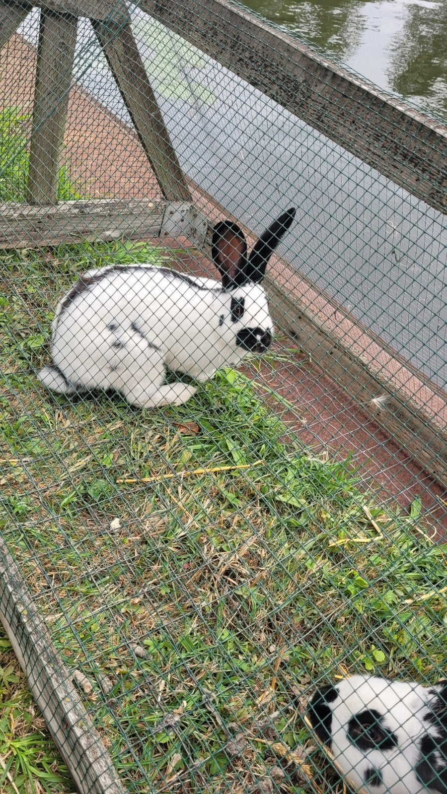 2  lotharinger rammen 6 a 7 maanden oud, Mannelijk, Groot, 0 tot 2 jaar
