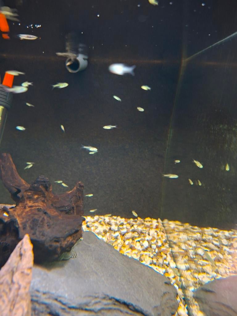 Rasboras groen kubotai, Dieren en Toebehoren, Vis