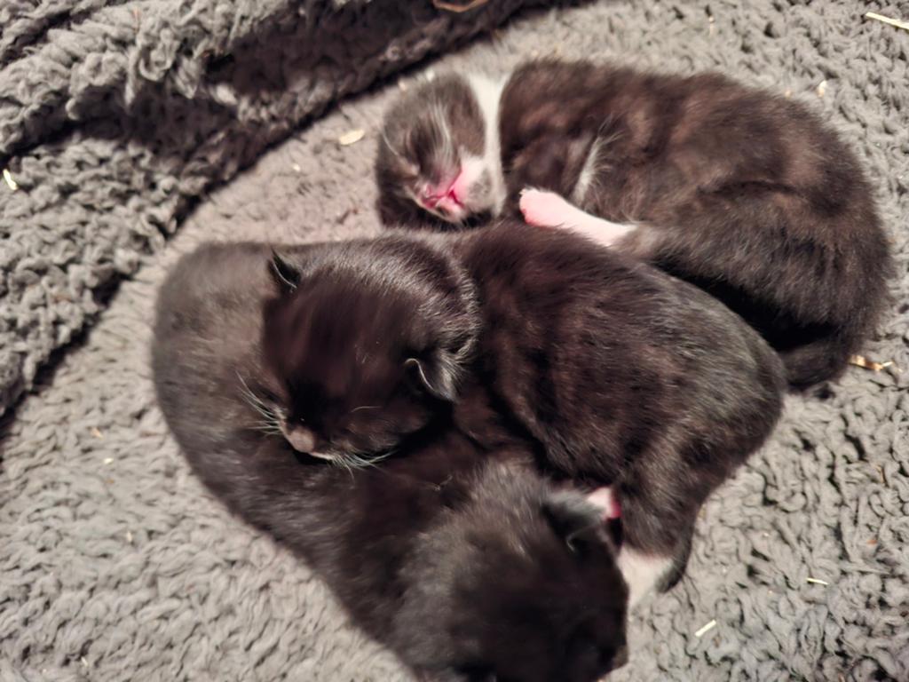 3 Prachtige kittens