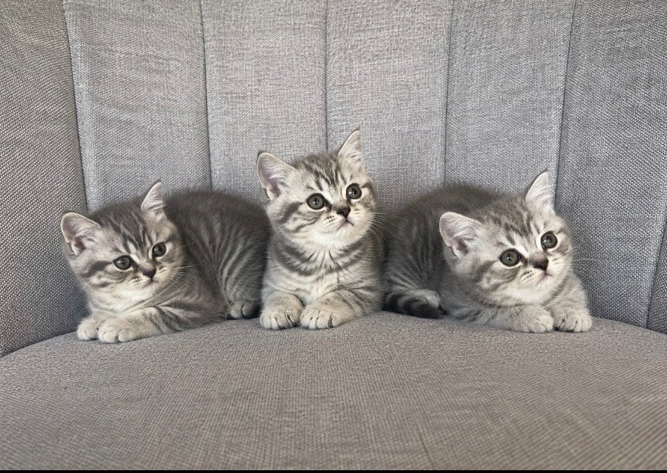 Britse korthaar kittens, Dieren en Toebehoren, Meerdere dieren, Ontwormd, 0 tot 2 jaar