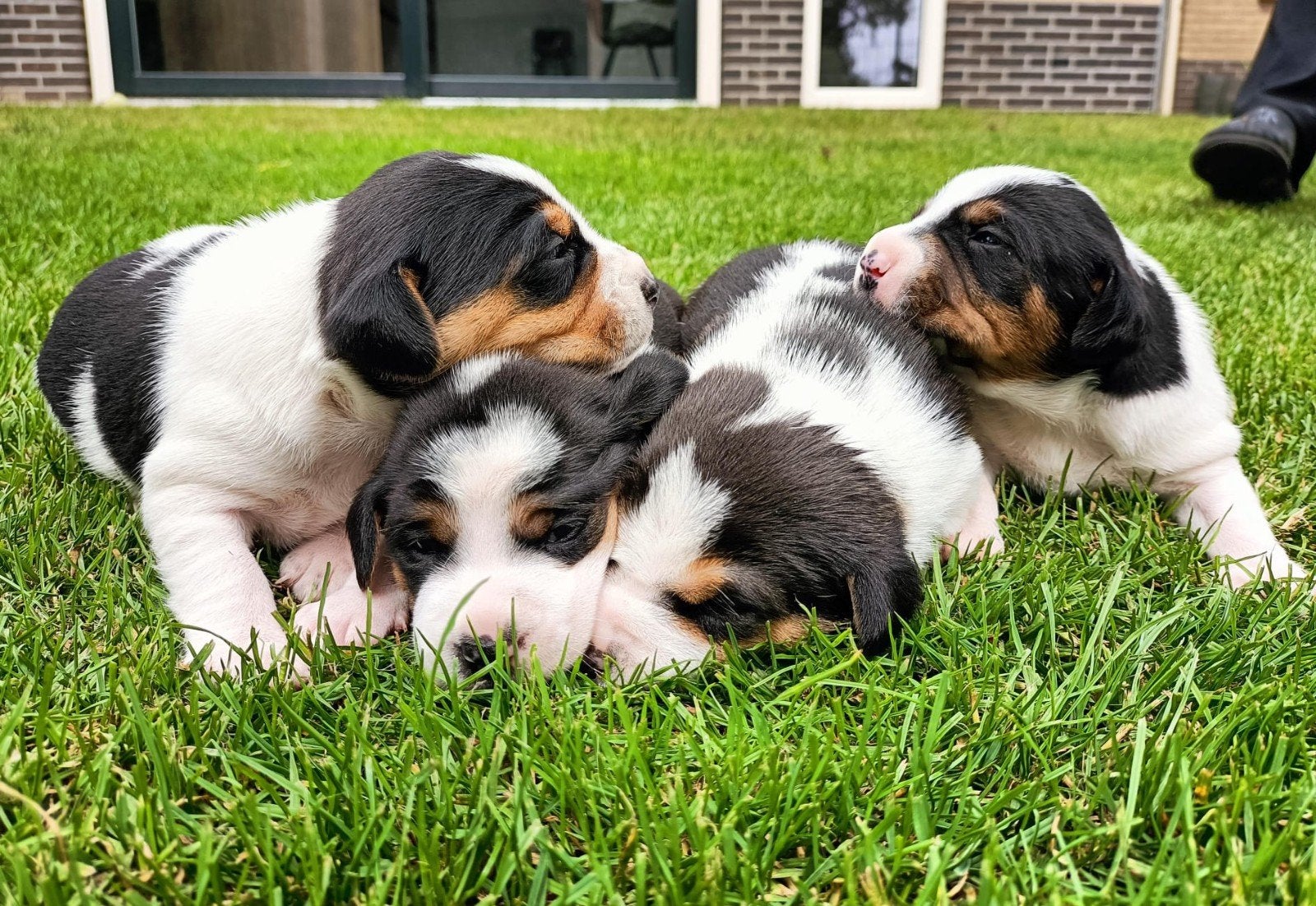 Prachtige driekleurige Boerenfox pups | Reutjes en teefjes, Dieren en Toebehoren, 8 tot 15 weken, Parvo, Meerdere, Meerdere dieren