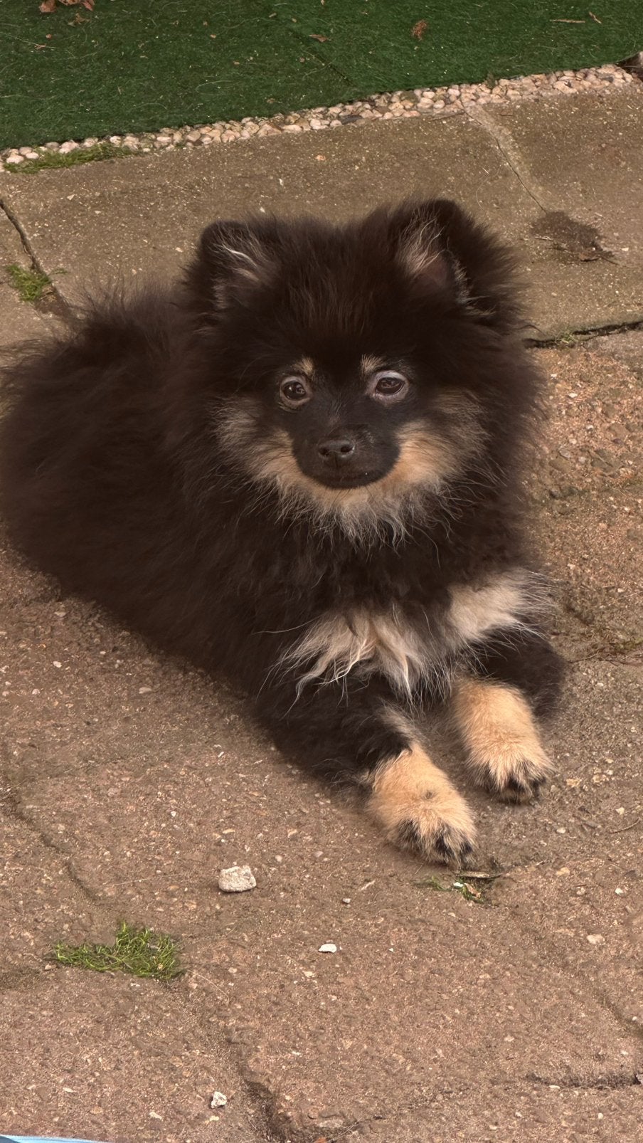 Laatste zwarte raszuivere pomeriaan uit het nest, België, Particulier, Keeshond, 15 weken tot 1 jaar
