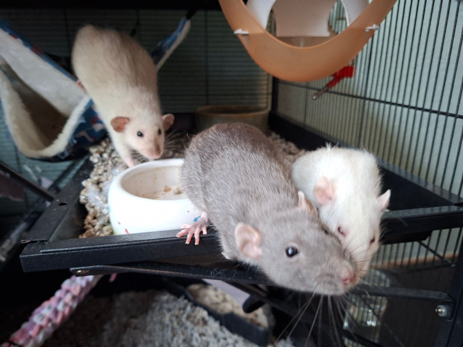 3 super lieve tamme ratten, Dieren en Toebehoren, Knaagdieren, Rat, April, Vrouwelijk, Tam