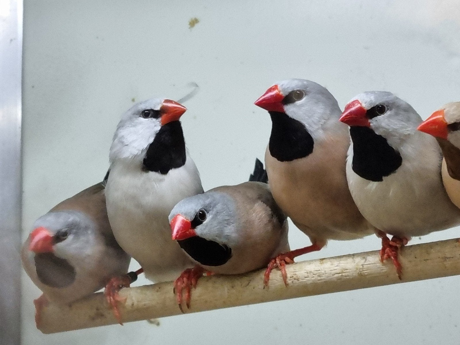 Te koop gevraagd verschillende soorten vogels, Dieren en Toebehoren, Vogels | Overige Vogels, Meerdere dieren