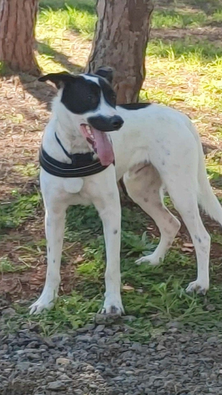 Ermis verdient eindelijk zijn forever home, Dieren en Toebehoren, Buitenland, Groot, Eén hond, CDV (hondenziekte)