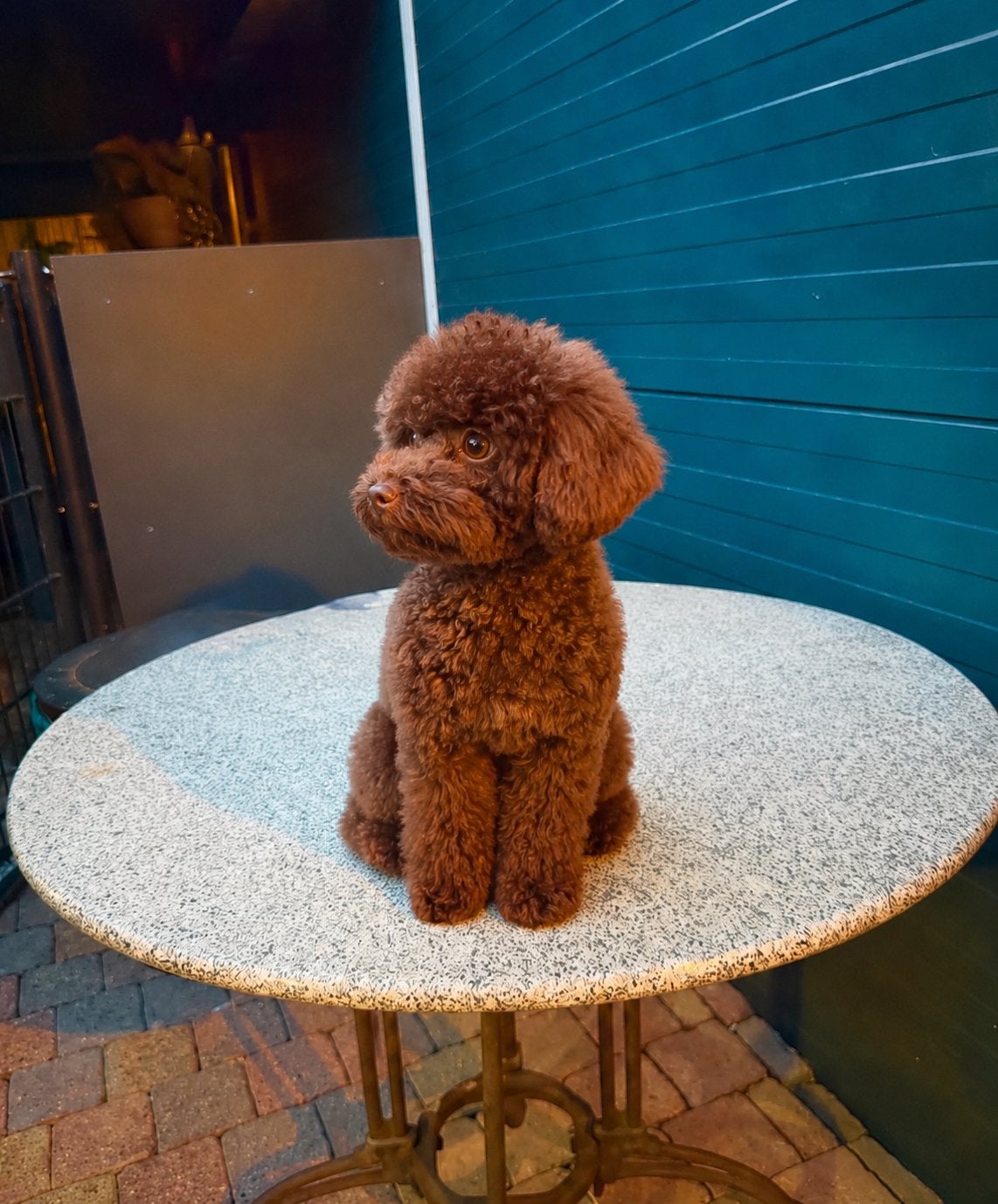 Toypoedel  choco kleur mooi klein 21 cm hoog, Dieren en Toebehoren, Honden | Dekreuen, Particulier, Reu, 1 tot 2 jaar, Buitenland