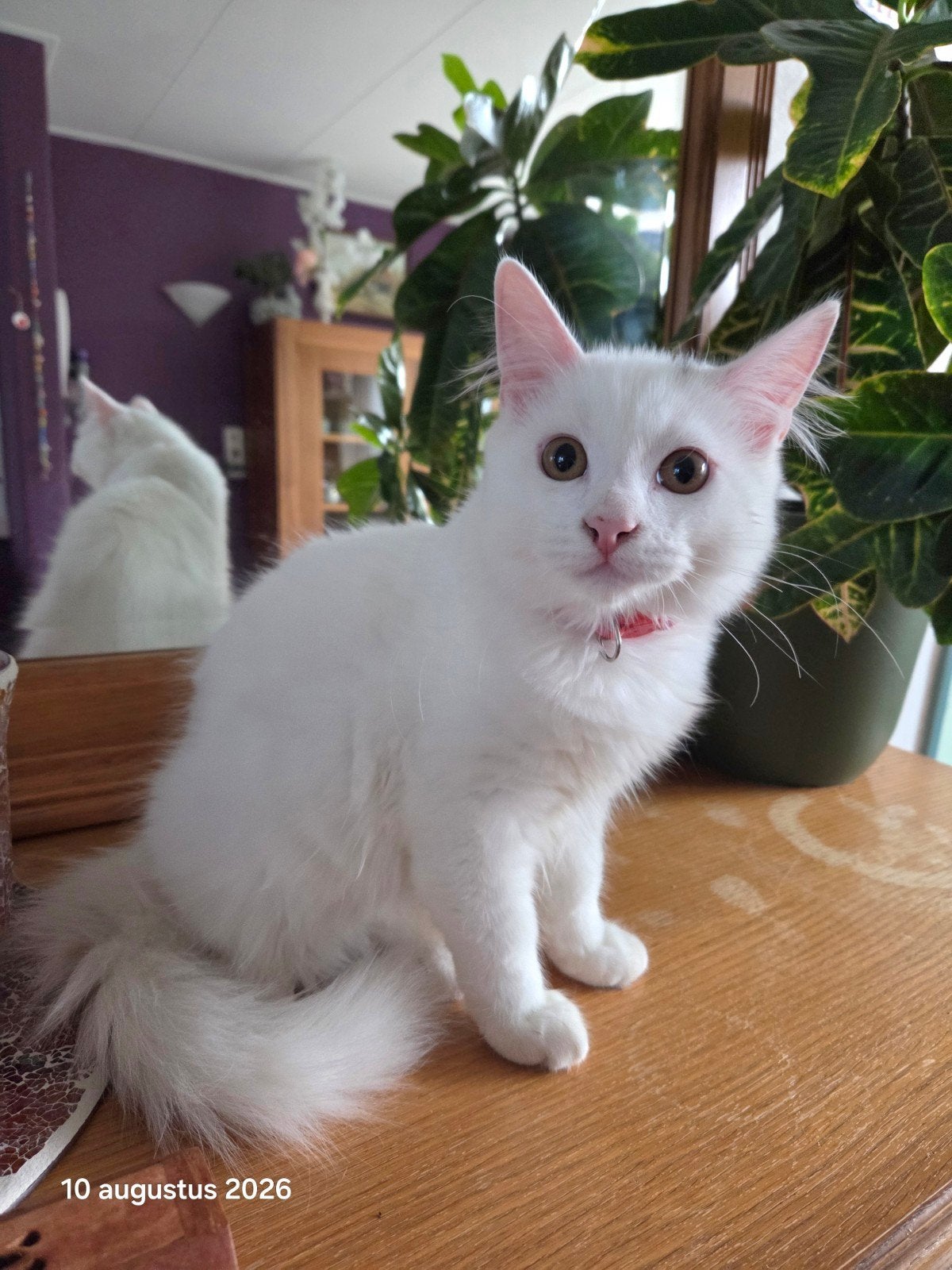 Ragdoll kitten, Kater, 0 tot 2 jaar