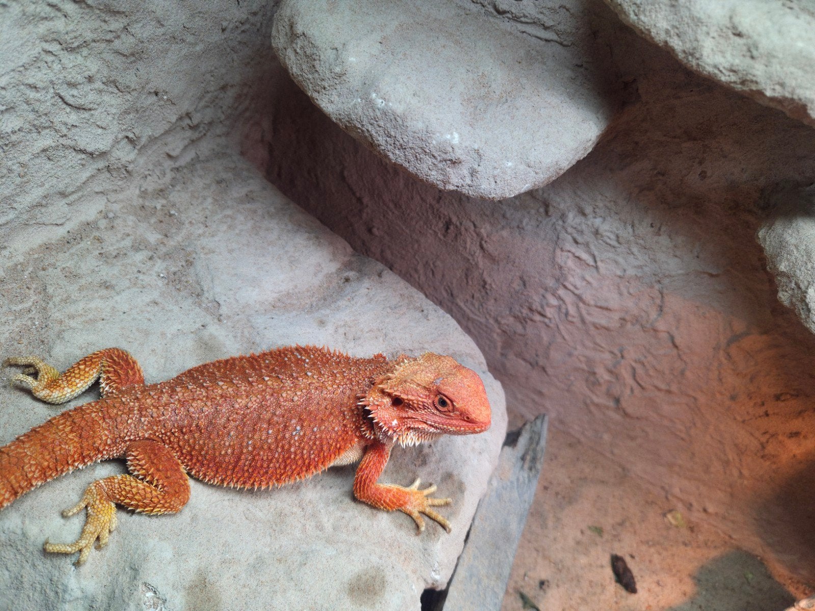 mooie fel oranje hypo  baardagaam vrouwtje aangeboden Bearded Dragon photo 4