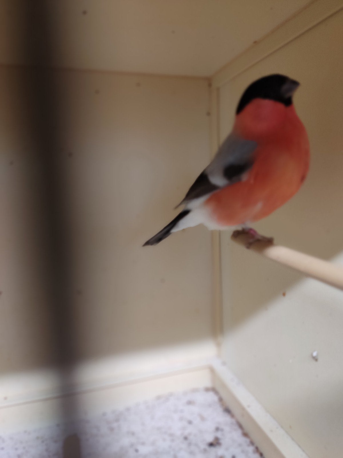 goudvinken, Meerdere dieren, Wildzangvogel