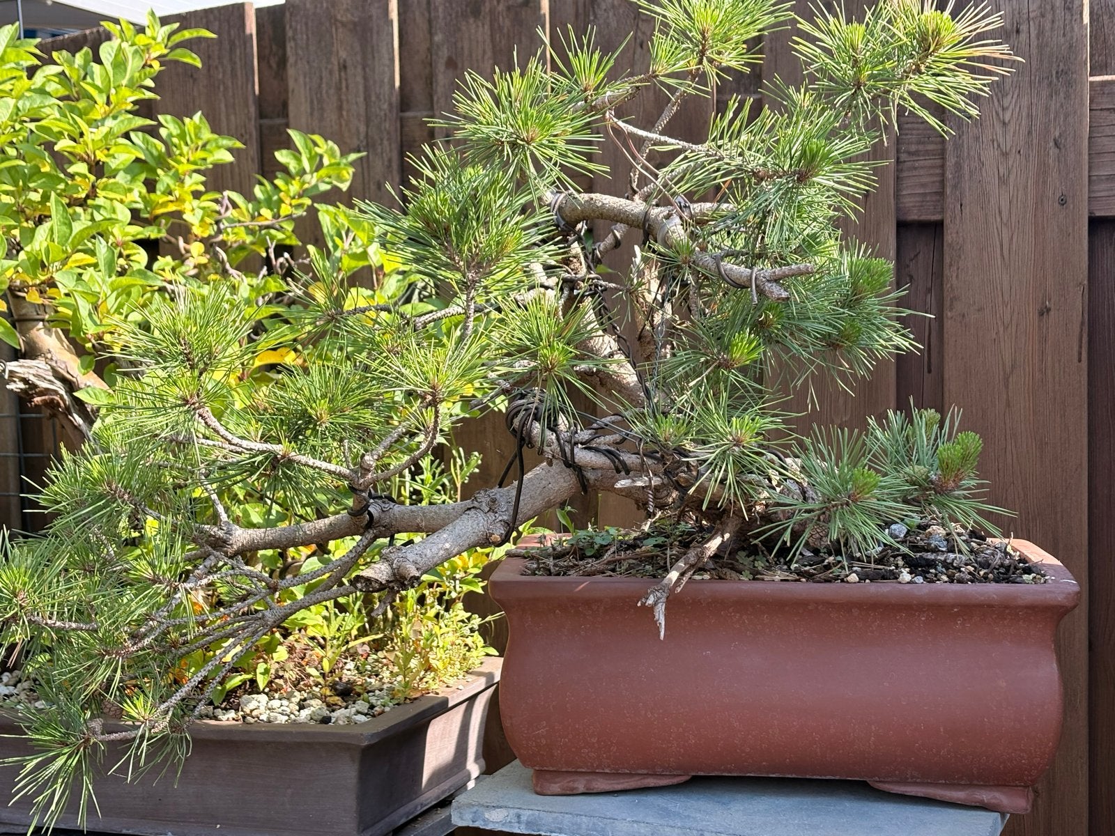 Pre-bonsai Pinus Nigra (Oostenrijkse Den) Semi-cascade, Volle zon, Vaste plant, Bloeit niet, Ophalen