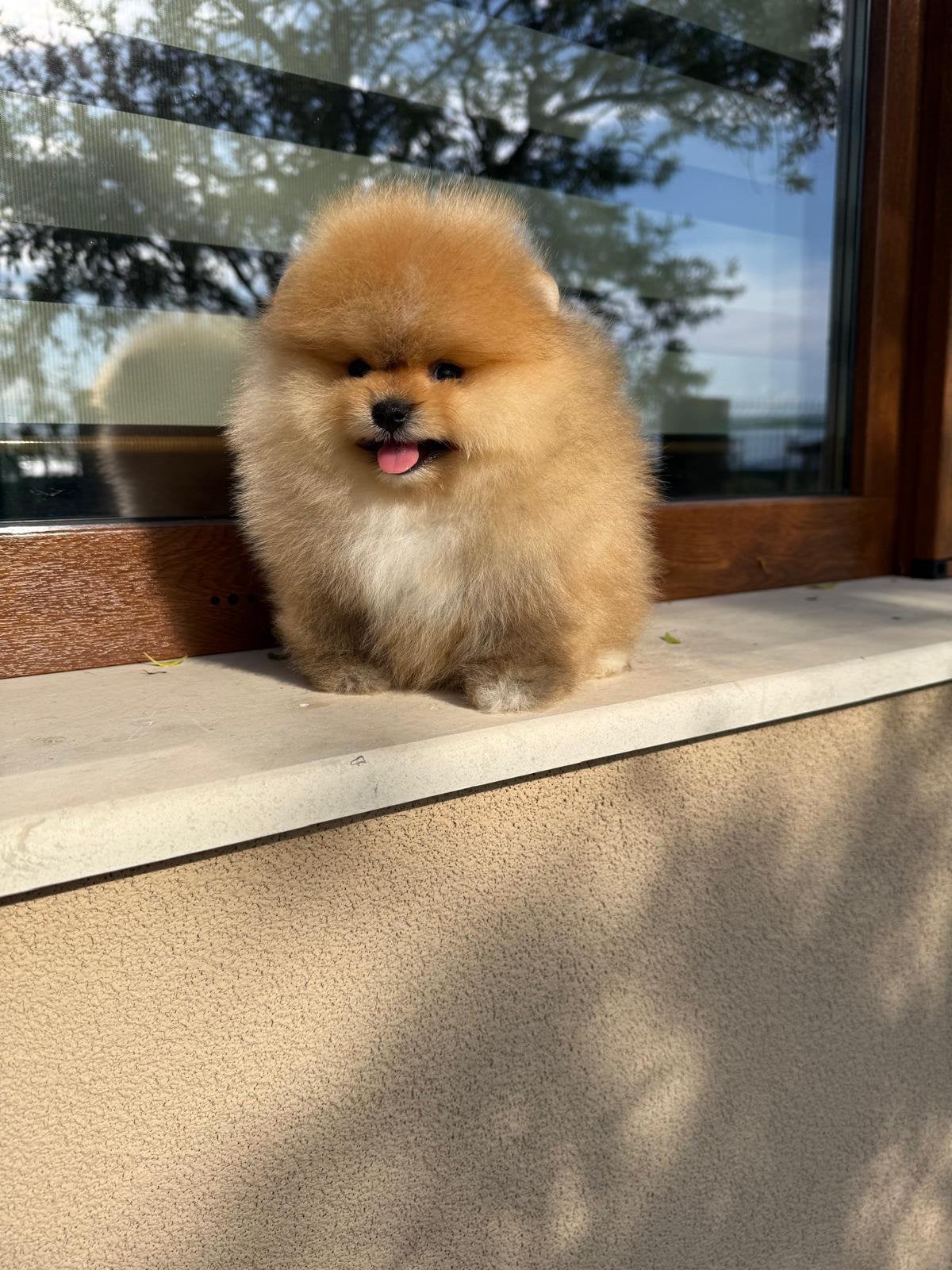 Pomeranian, Dieren en Toebehoren, Honden | Poolhonden, Keeshonden en Oertypen, Overige rassen, 8 tot 15 weken, Buitenland, Teef