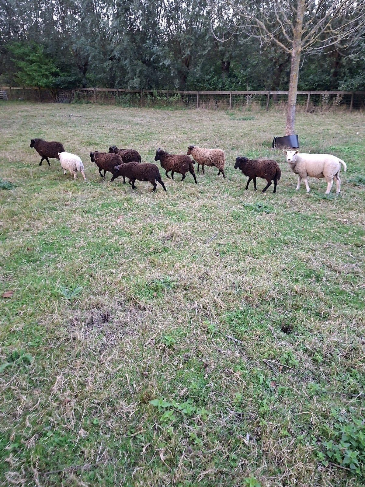 Qussant rammetjes, Dieren en Toebehoren, Schapen, Geiten en Varkens, Mannelijk, Schaap