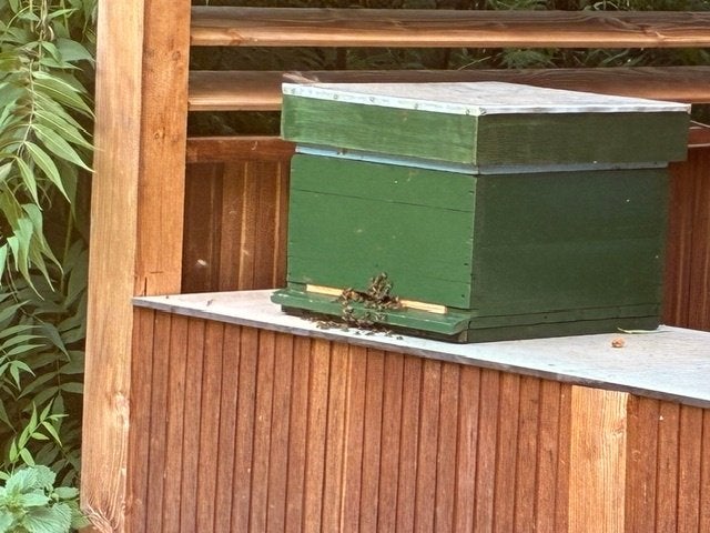 Bijenvolk, Dieren en Toebehoren, Insecten en Spinnen, Bijen