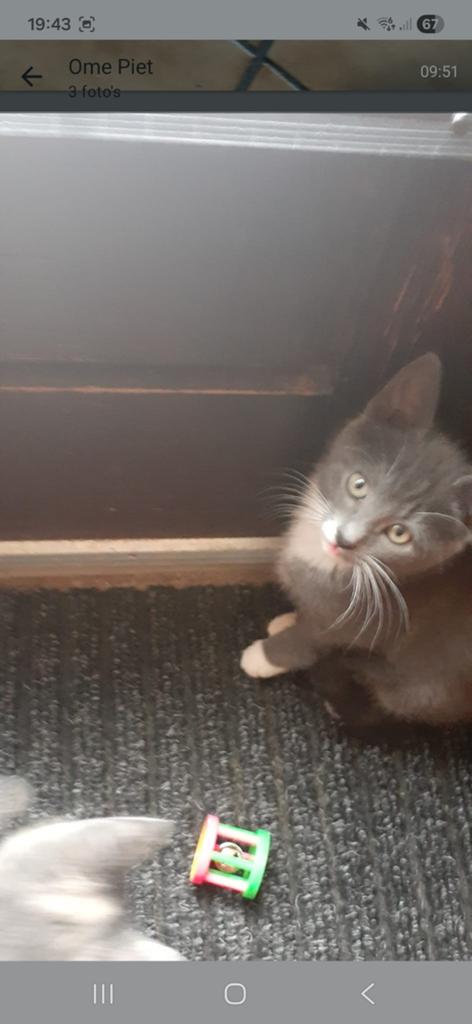 2 kittens, Dieren en Toebehoren, Meerdere dieren, Kortharig, 0 tot 2 jaar
