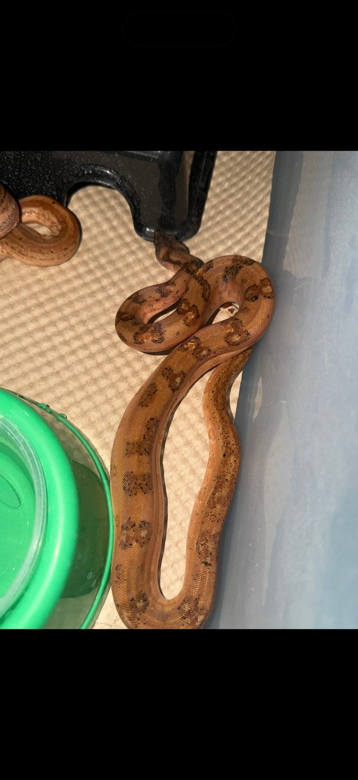 Hypo leopard poss albino kahl, Dieren en Toebehoren, Slang, 0 tot 2 jaar