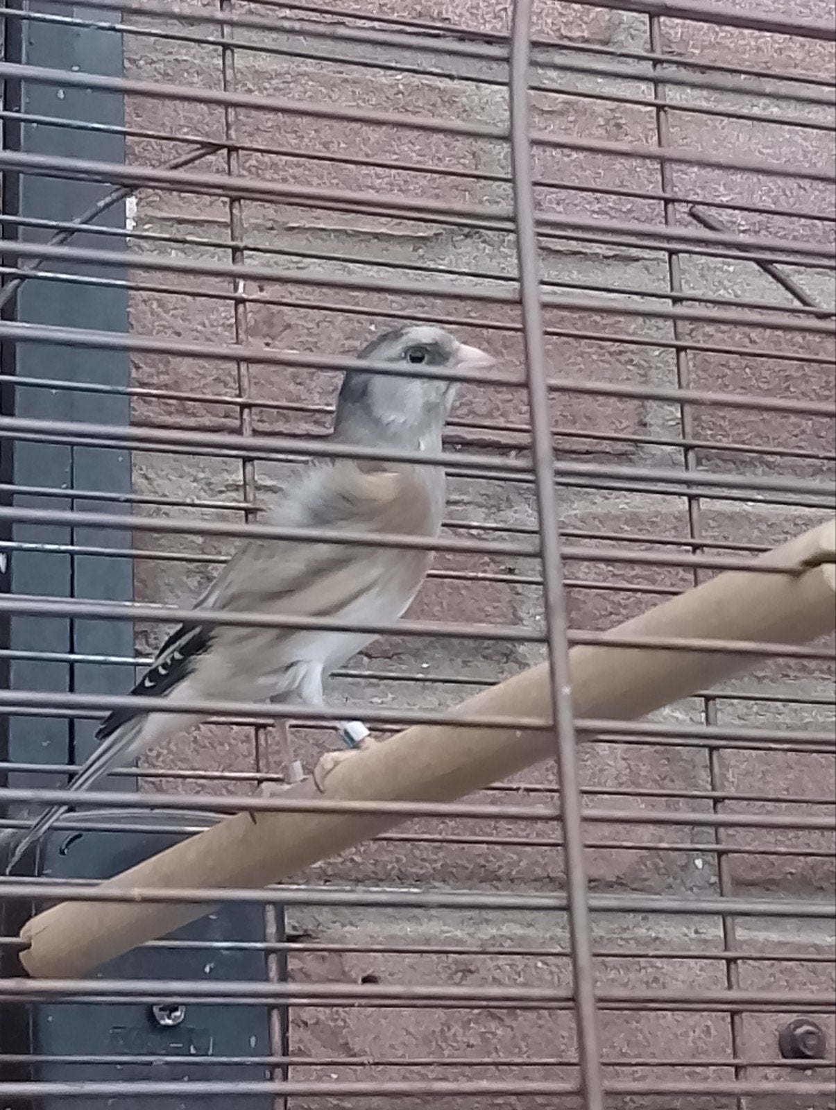 bastaard putter, Dieren en Toebehoren, Vogels | Overige Vogels, Mannelijk, Wildzangvogel