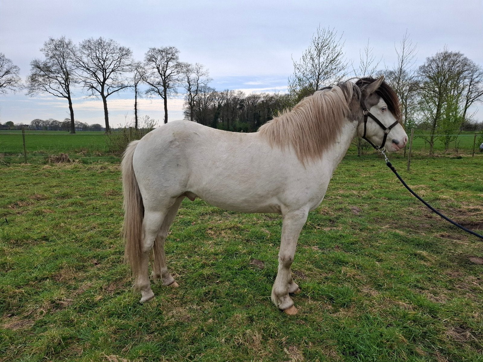 Wildkleur zwart bonte hengst met splash en SUPER karakter, Hengst