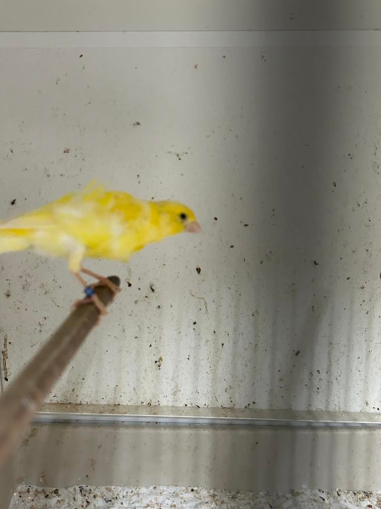 Zwitserse frise, Dieren en Toebehoren, Vogels | Kanaries, Mannelijk